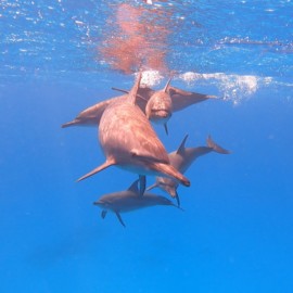 Freediving-Safari Südtour