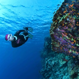 Freediving Safari Liveaboard South Tour